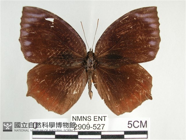 藍紋鋸眼蝶藏品圖，第1張
