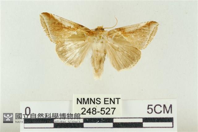 印華波紋蛾藏品圖，第1張