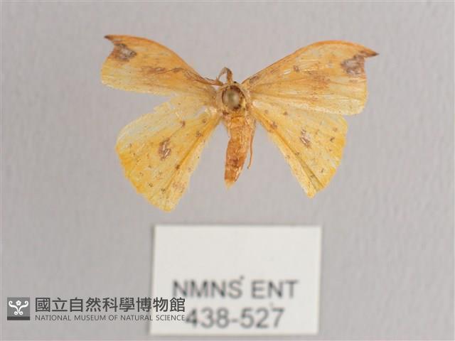 銀斑黃鉤蛾藏品圖，第1張