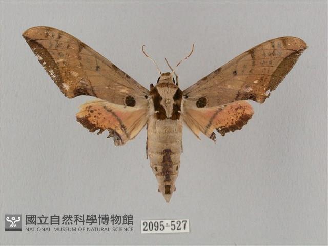 廣東鷹翅天蛾藏品圖，第1張