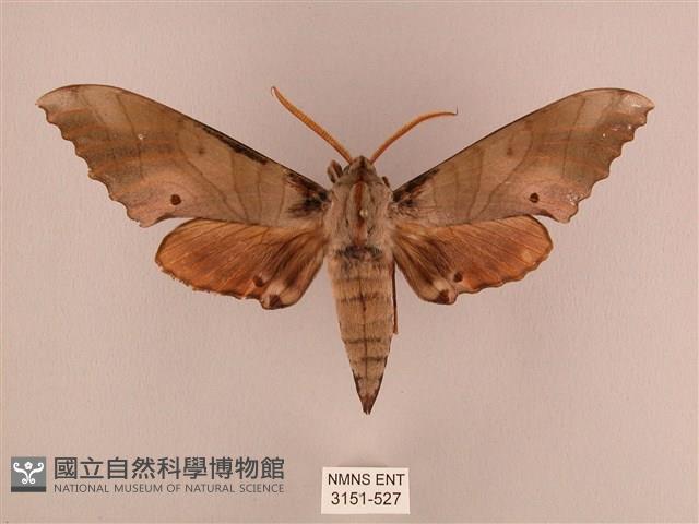 栗六點天蛾藏品圖，第1張