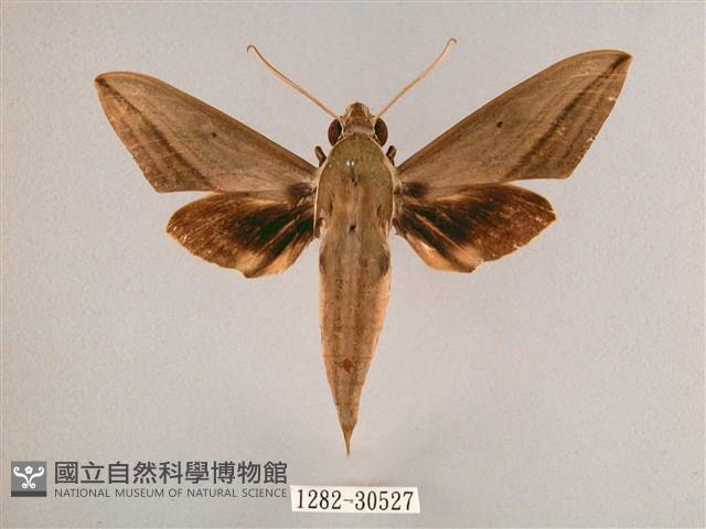 背帶斜紋天蛾藏品圖，第1張