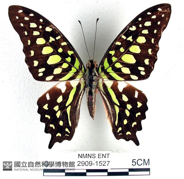 翠斑青鳳蝶藏品圖，第1張