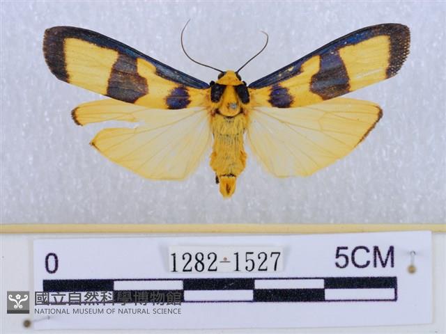 閃光苔蛾藏品圖，第1張