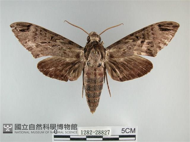 霜天蛾藏品圖，第1張