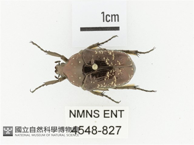 東方白點花金龜藏品圖，第1張