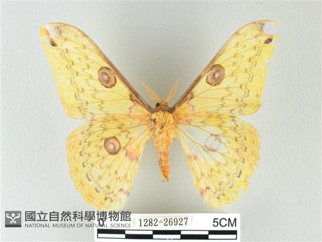 黃豹天蠶蛾藏品圖，第1張
