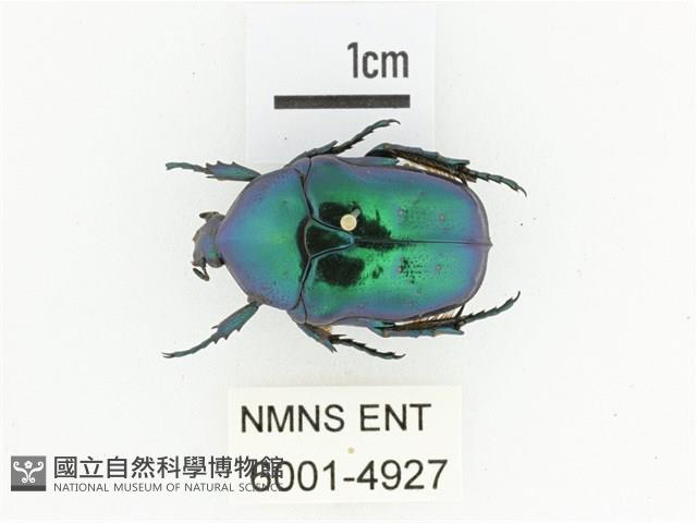 藍艷白點花金龜藏品圖，第1張