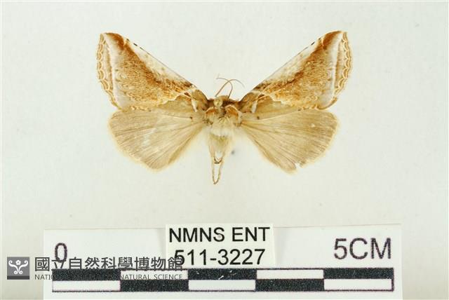 印華波紋蛾藏品圖，第1張