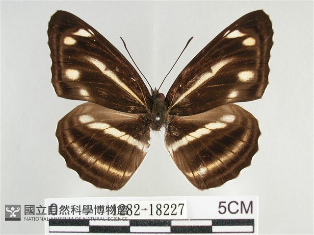 臺灣環蛺蝶藏品圖，第1張