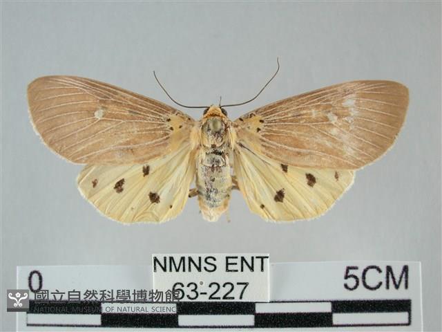 一點擬燈蛾藏品圖，第1張