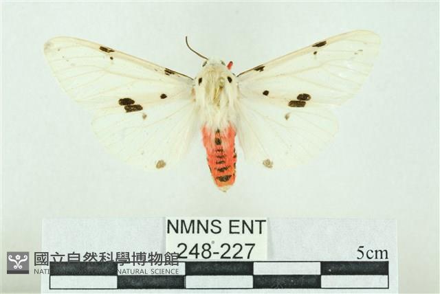 菊池污燈蛾藏品圖，第1張