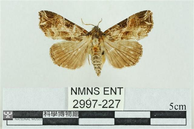 粉紅帶散紋夜蛾藏品圖，第1張