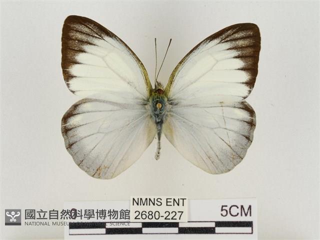 淡褐脈粉蝶藏品圖，第1張