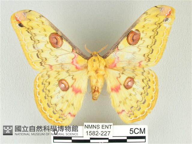 黃豹天蠶蛾藏品圖，第1張