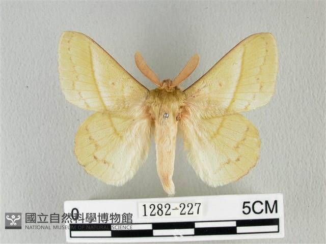 青枯葉蛾藏品圖，第1張