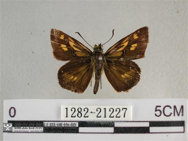 黃星弄蝶藏品圖，第1張