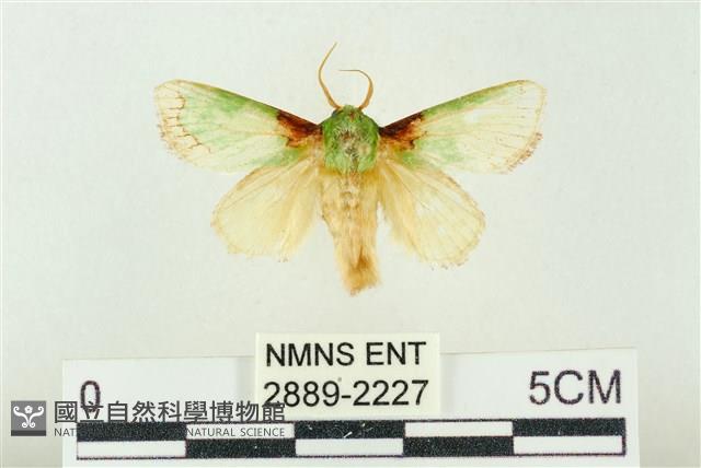 基褐綠刺蛾藏品圖，第1張