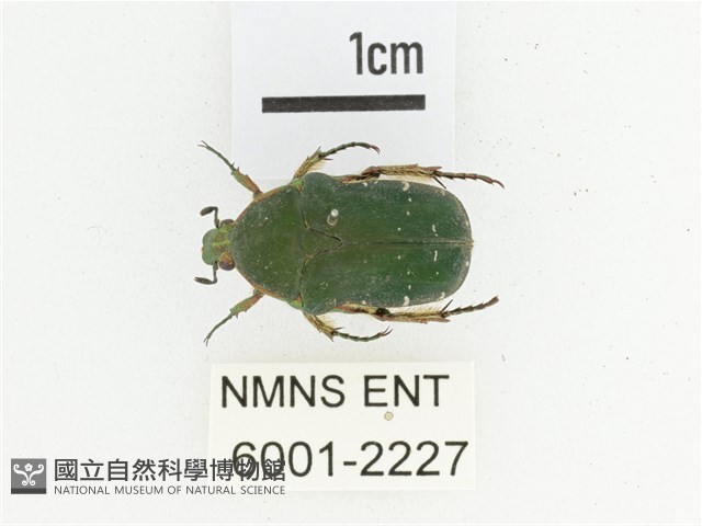 艷邊花金龜藏品圖，第1張