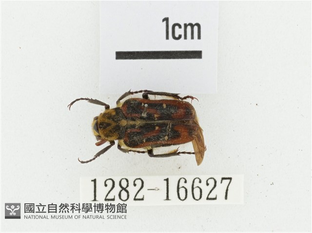 叉斑陷紋金龜藏品圖，第1張