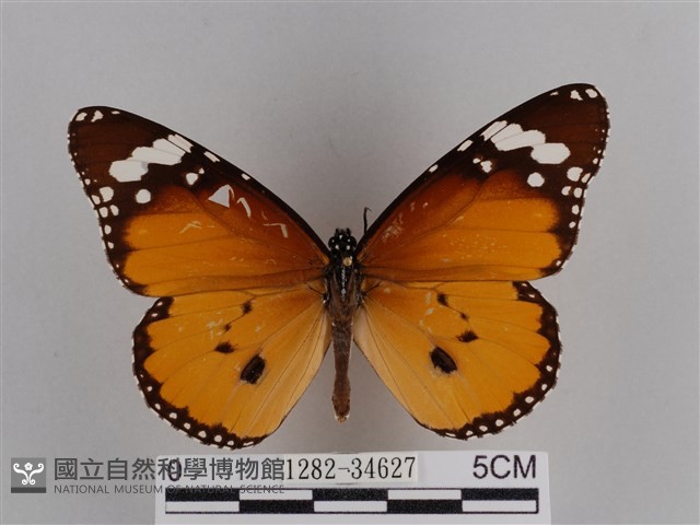 樺斑蝶藏品圖，第1張