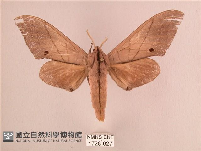 直翅六點天蛾藏品圖，第1張