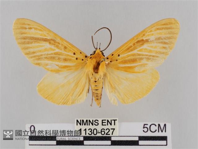 橙擬燈蛾藏品圖，第1張