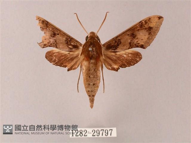 雙斑白肩天蛾藏品圖，第1張