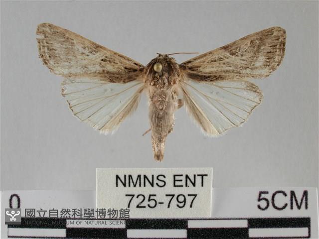 斜紋夜盜蛾藏品圖，第1張