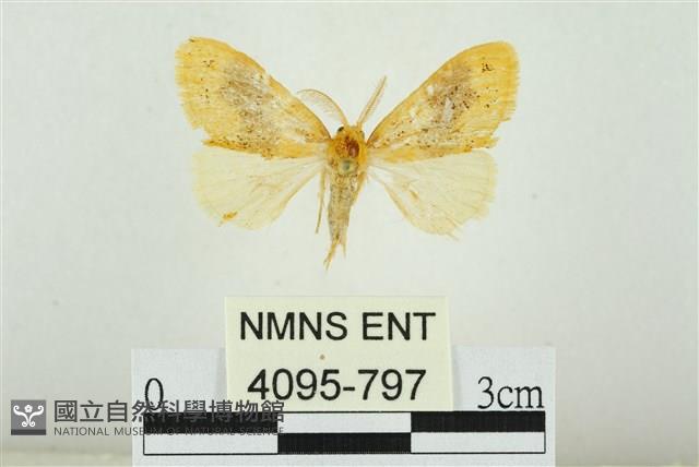 寬紋黃毒蛾藏品圖，第1張