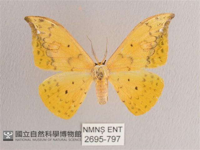 黃鉤蛾藏品圖，第1張