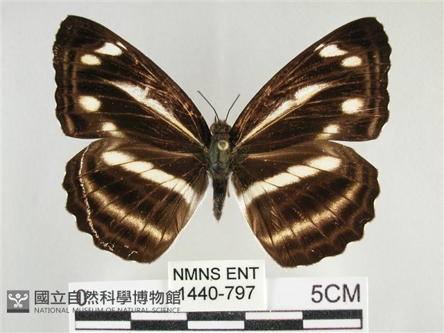 臺灣環蛺蝶藏品圖，第1張