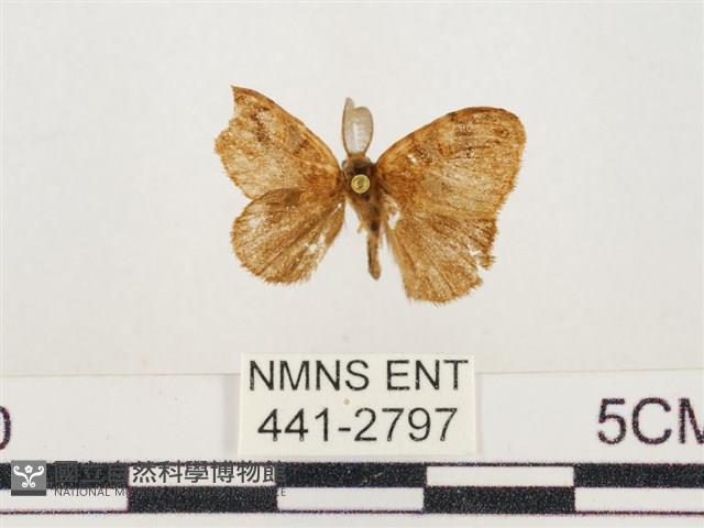 小白紋毒蛾藏品圖，第1張