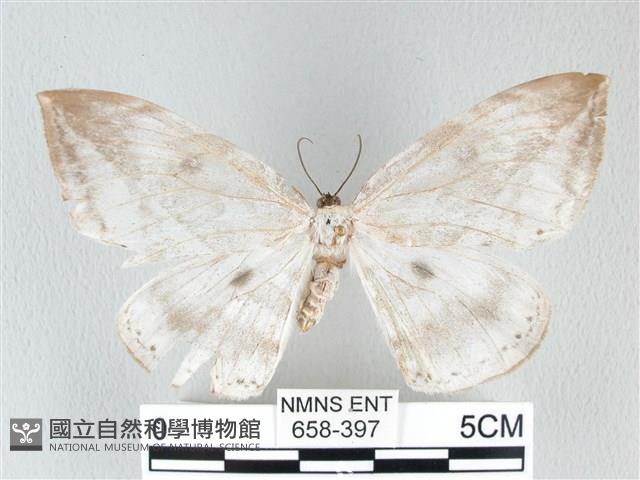 圓翅大鉤蛾藏品圖，第1張