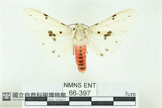 菊池污燈蛾藏品圖，第1張