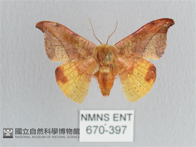 銀端帶鉤蛾藏品圖，第1張