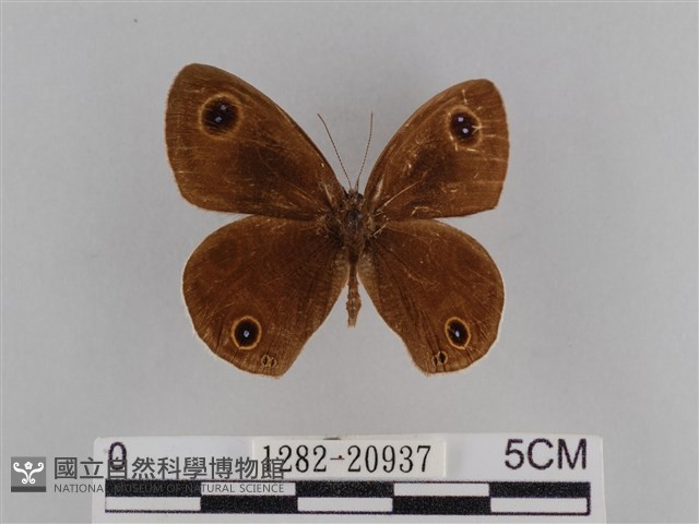 登錄號:001282-20397藏品圖，第1張