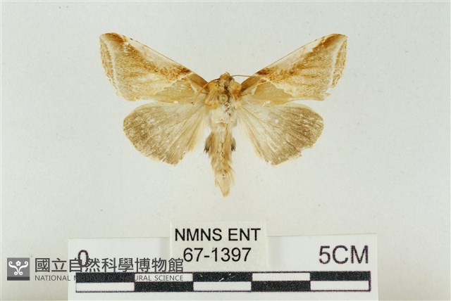 印華波紋蛾藏品圖，第1張