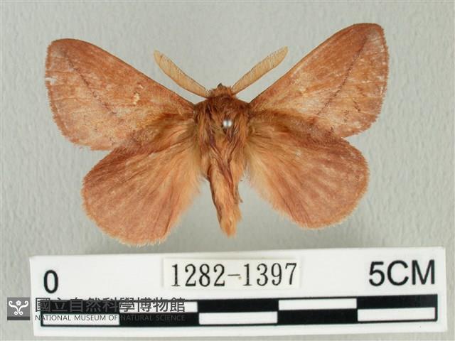 褐斜帶枯葉蛾藏品圖，第1張