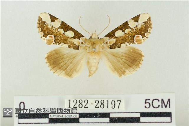 連珠波紋蛾藏品圖，第1張