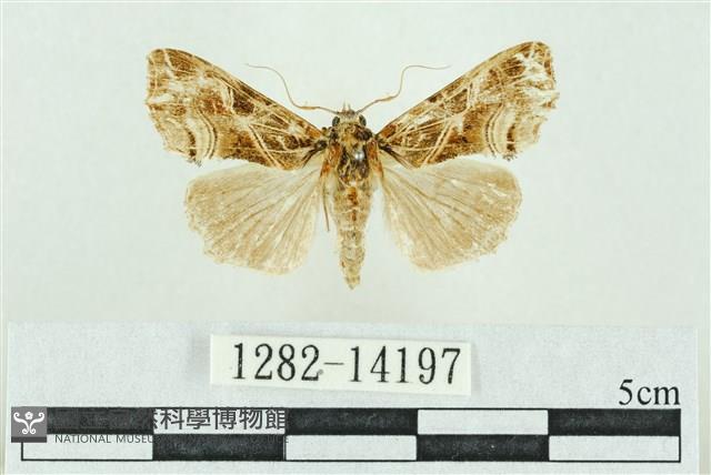 粉紅帶散紋夜蛾藏品圖，第1張