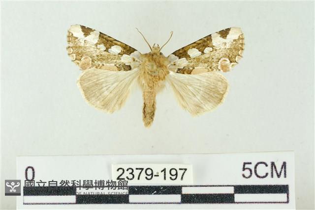 連珠波紋蛾藏品圖，第1張