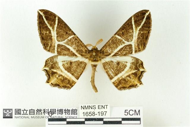 樹形尺蛾藏品圖，第1張