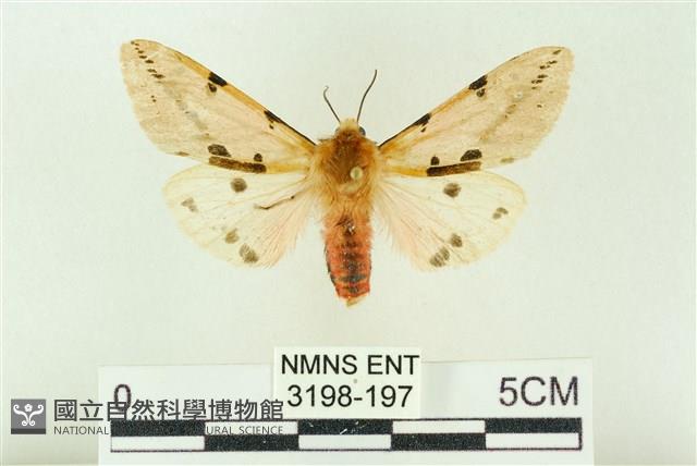 棍棒污燈蛾藏品圖，第1張