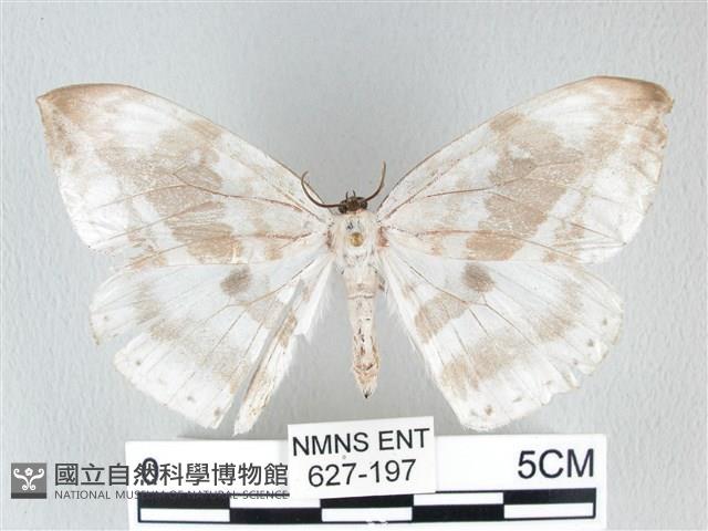 圓翅大鉤蛾藏品圖，第1張