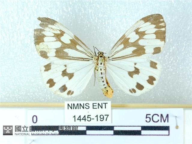 粉蝶燈蛾藏品圖，第1張