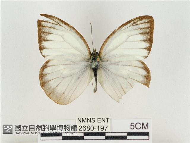 淡褐脈粉蝶藏品圖，第1張