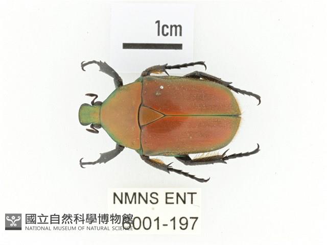 毛翅騷金龜藏品圖，第1張
