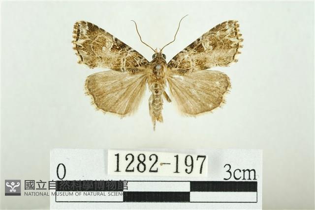 白斑散紋夜蛾藏品圖，第1張