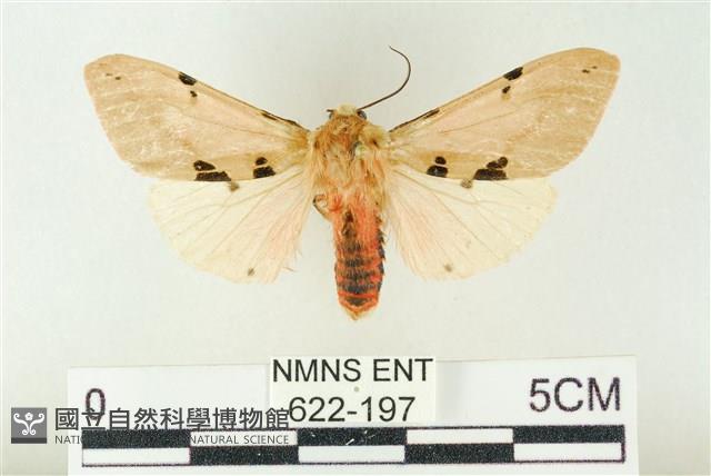 棍棒污燈蛾藏品圖，第1張